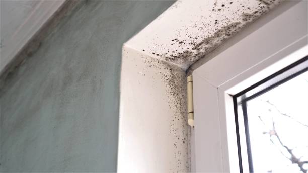 Best Mold Remediation for Specific Building Types in Stuarts Draft, VA