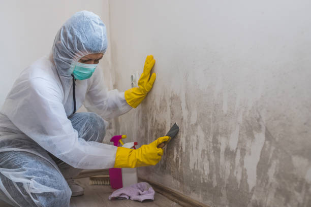 Best DIY Mold Remediation Support Services in Stuarts Draft, VA