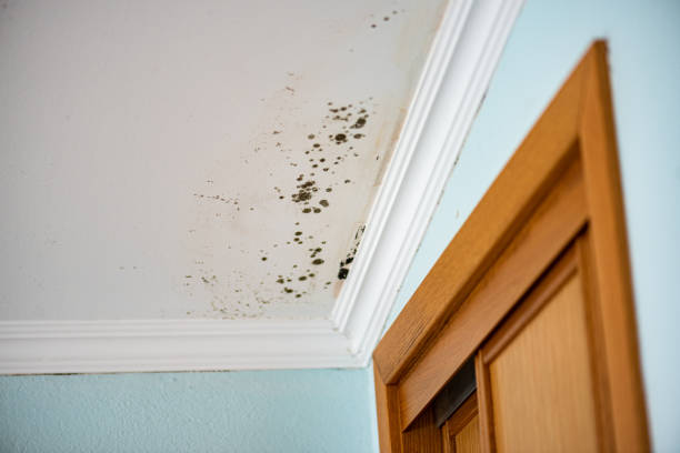 Best Attic Mold Remediation in Stuarts Draft, VA
