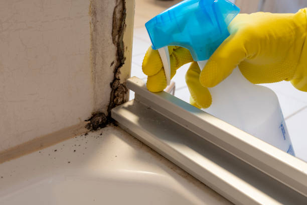 Best Commercial Mold Remediation in Stuarts Draft, VA