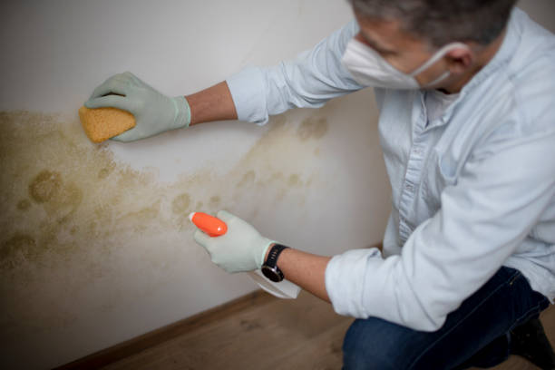Trusted Stuarts Draft, VA Mold Remediation Experts