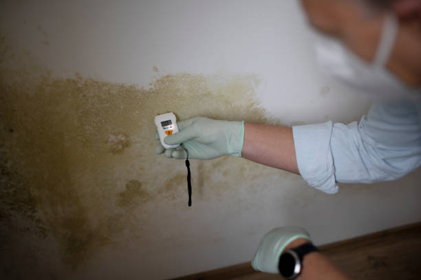 Best Preventive Mold Services in Stuarts Draft, VA