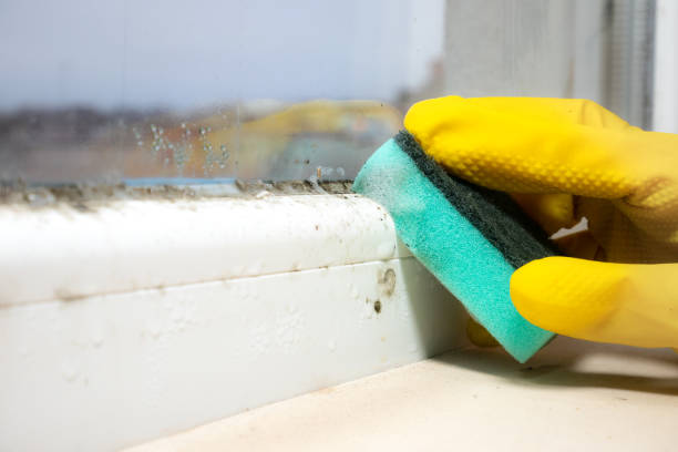 Best Commercial Mold Remediation in Stuarts Draft, VA