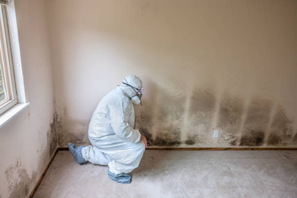 Best Mold Testing and Inspection Services in Stuarts Draft, VA