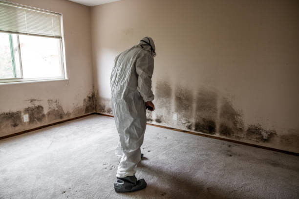 Best White Mold Remediation in Stuarts Draft, VA