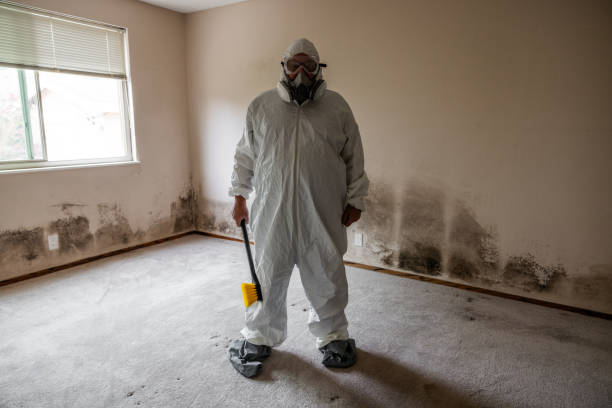 Best Basement Mold Remediation in Stuarts Draft, VA