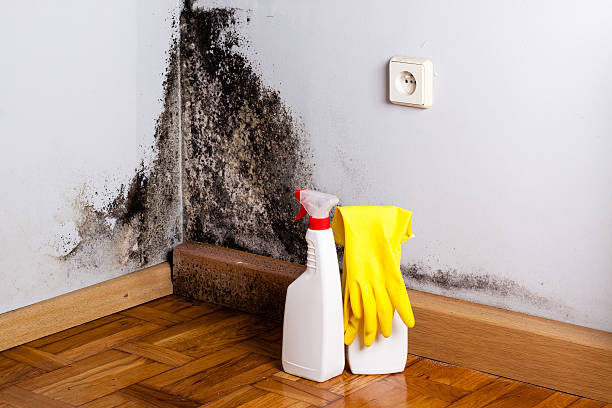 Best Emergency Mold Remediation in Stuarts Draft, VA