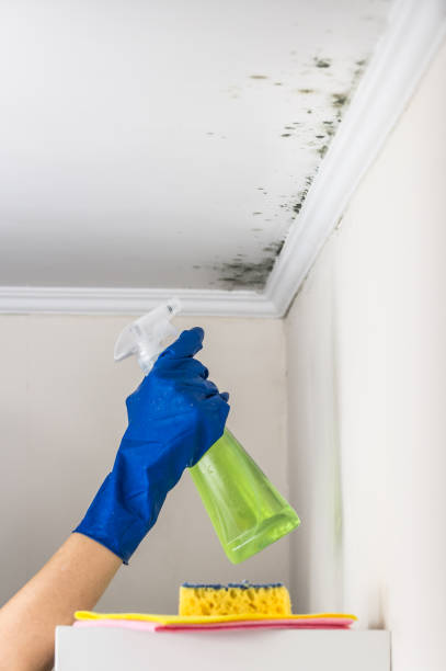 Best Insurance-Related Mold Remediation in Stuarts Draft, VA