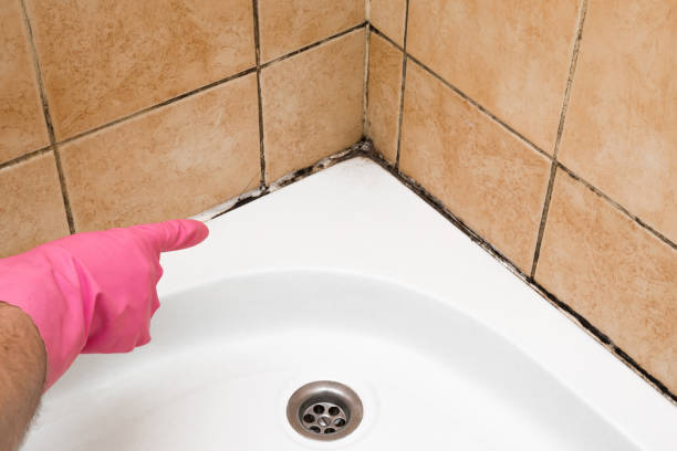 Best Black Mold Remediation in Stuarts Draft, VA